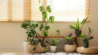 Escolher uma espécie compatível com as condições da casa é o primeiro passo para manter as plantas saudáveis