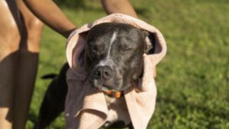 Cães e gatos precisam de cuidados extras durante períodos de chuva