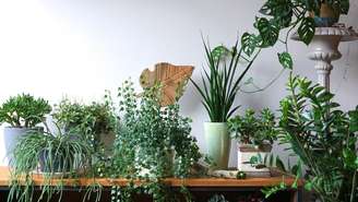 Algumas plantas podem ajudar a amenizar ruídos e ecos dentro de casa; veja 5 espécies e saiba onde colocá
