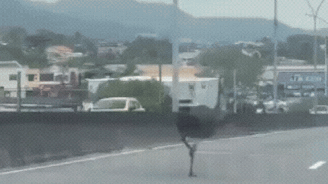 Emu é flagrado correndo pelas ruas do Rio de Janeiro