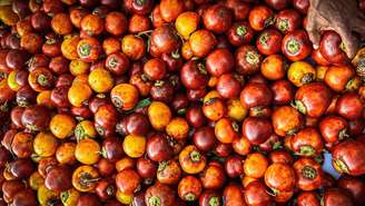 Conheça o bioplástico feito a partir do caroço de tucumã criado na Ufam. Uma inovação sustentável que substitui o petróleo e ganha espaço na construção civil