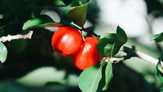 A acerola possui inúmeros benefícios para o corpo; veja quais são