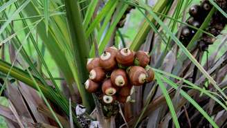 Saiba como o alimento artesanal derivado do coco nativo do Maranhão e Piauí ajuda na saúde do intestino e no controle da glicose