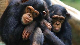 Estudo realizado em santuário mostra que vínculos afetivos diminuem furtos de frutas e alteram reações emocionais dos animais
