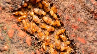 Descubra como identificar cupins nos móveis e confira 5 dicas para combater a infestação, evitar danos à madeira e proteger sua casa