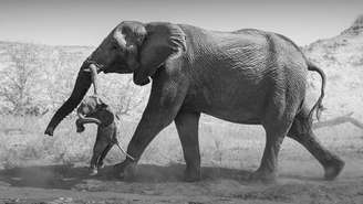 Federico Veronesi encontrou a fêmea de elefante carregando um filhote natimorto na Namíbia