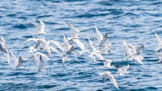 Tecnologia desenvolvida no Reino Unido combina boia giratória e pipa para afastar aves mergulhadoras das redes de pesca