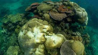 Branqueamento dos recifes na Grande Barreira de Corais: cientistas monitoram a água na Ilha Russell, Austrália, 3 de fevereiro de 2024.
