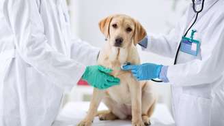 Câncer em pets pode atingir cães e gatos, e alterações nas mamas devem ser avaliadas por um médico