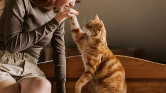 Pesquisa da Packaged Facts revela que gatos filhotes superam cães nos lares dos EUA em 2026. Entenda os motivos por trás dessa mudança histórica