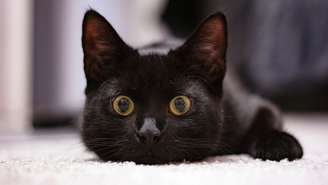 O gato preto ainda carrega estigmas que podem dificultar a adoção, apesar de a cor não determinar sua personalidade