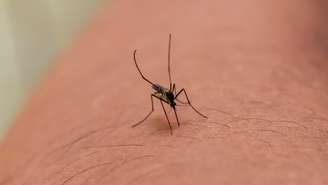 Novo estudo do Georgia Tech revela que o tipo sanguíneo não é o principal fator de atração para mosquitos