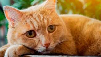 Estudo revelam que gatos sentem o luto quando perdem algum animal próximo