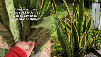 Aumente a energia da sua casa! Aprenda o ritual simbólico de colocar arroz na Espada de São Jorge para atrair fartura, prosperidade e novos caminhos