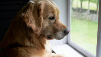 Especialista explica que, com o tempo, os cachorros podem desenvolver problemas comportamentais graves, como a ansiedade por separação