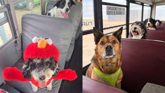 No Canadá, cães frequentam escolas e até pegam ônibus escolar! Descubra como essa rotina ajuda a combater a ansiedade canina e melhora o comportamento dos pets