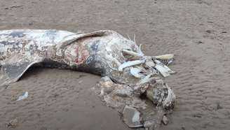 Carcaça bizarra foi encontrada em praia na Inglaterra