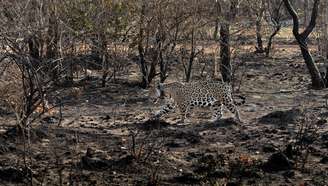 Onça após incêndio que atinge Pantanal