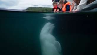 Baleia beluga acusada de ser ‘espiã russa’ é encontrada morta na Noruega