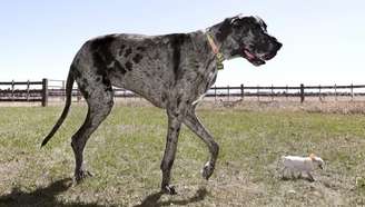 Encontro de Reggie e Pearl, os cachorros mais alto e mais baixo do mundo