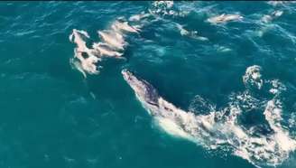 Baleia jubarte é flagrada nadando com golfinhos próximo de Arraial do Cabo, no Rio de Janeiro.
