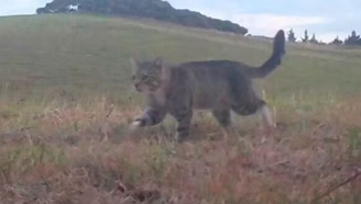 O gato Nine Lives que foi capturado na Nova Zelândia