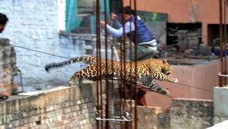 <p>Leopardo pula do terraço de movimentada área residencial, em Meerut</p>