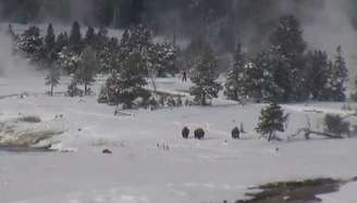 <p>Vídeo mostra quatro criaturas passando por trás das árvores do Parque Nacional de Yellowstone</p>