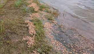 Camarões mortos foram encontrados às margens do Rio Tietê em Igaraçu Paulista, no interior de São Paulo.