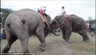Elefantes guerreiros são obrigados a lutar todos os anos na região nordeste de Assam