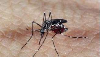 Controle do o aedes aegypti, mosquito transmissor do vírus, é essencial no combate à doença