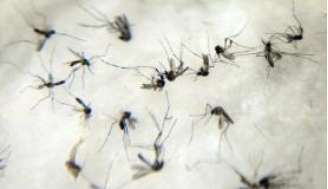 O mosquito Aedes aegypti transmite dengue, febre chikungunya e vírus Zika