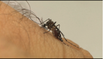 Aedes aegypti, mosquito transmissor do vírus Zika 