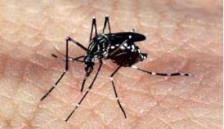 Mosquito Aedes aegypti, transmissor da zika, dengue e febre chikungunya