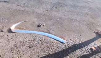 Peixe-remo aparece em praia do México