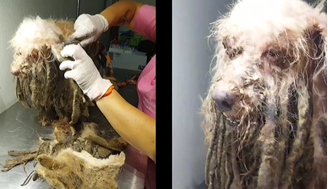 Scooby foi resgatado com mais de 3 quilos de pelos
