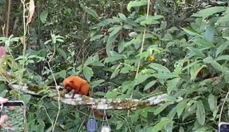 Micos-leões-dourados voltam à natureza no RJ