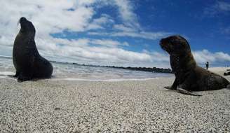 Leões marinhos na reserva de Galápagos
10/10/2016
REUTERS/Nacho Doce