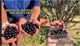 Rodízio de jabuticaba custa  R$ 20 no interior de São Paulo