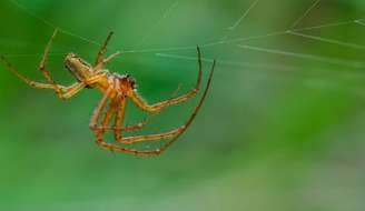 Aranha de jardim macho, Araneus diadematus. Robert Adami/Shutterstock