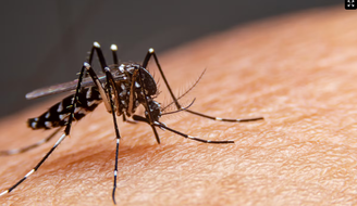 Tradicionalmente, a maior parte dos registros de dengue é observada nos meses de fevereiro, março e abril