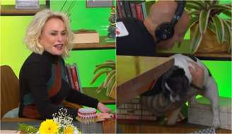 Pitaya, cachorrinha de Ana Maria, derruba cenário do 'Mais Você'