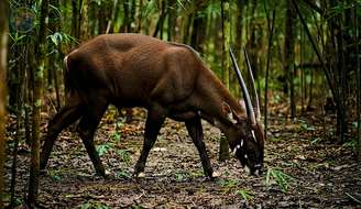 Descoberto nos anos 1990, ele vive em florestas remotas do Sudeste Asiático e está entre os mamíferos mais ameaçados do planeta – Reprodução de Vídeo