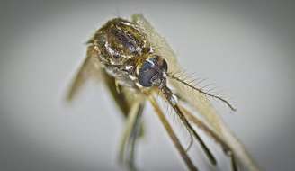 Vírus chikungunya é transmitido pelo mosquito Aedes aegypti