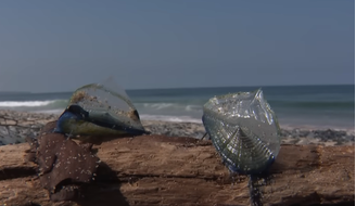 Criaturas marinhas 'Velella velella' são azuladas e invadiram praias da Califórnia