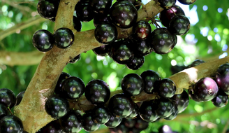 A jabuticaba é uma fruta tradicional brasileira