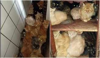 Centenas de gatos são encontrados em condições insalubres dentro de apartamento