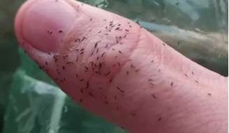 Biólogo explica que inseto se reproduz rapidamente 