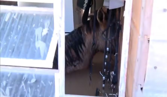 Cavalos presos em casa inundada morrem no Rio Grande do Sul