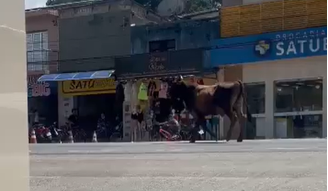 Boi escapa de caminhão e ataca pedestres em rodovia de Satuba (AL); mulher ficou ferida 